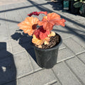 Rio Coral Bells (Heuchera 'Rio') — Bloomington, MN