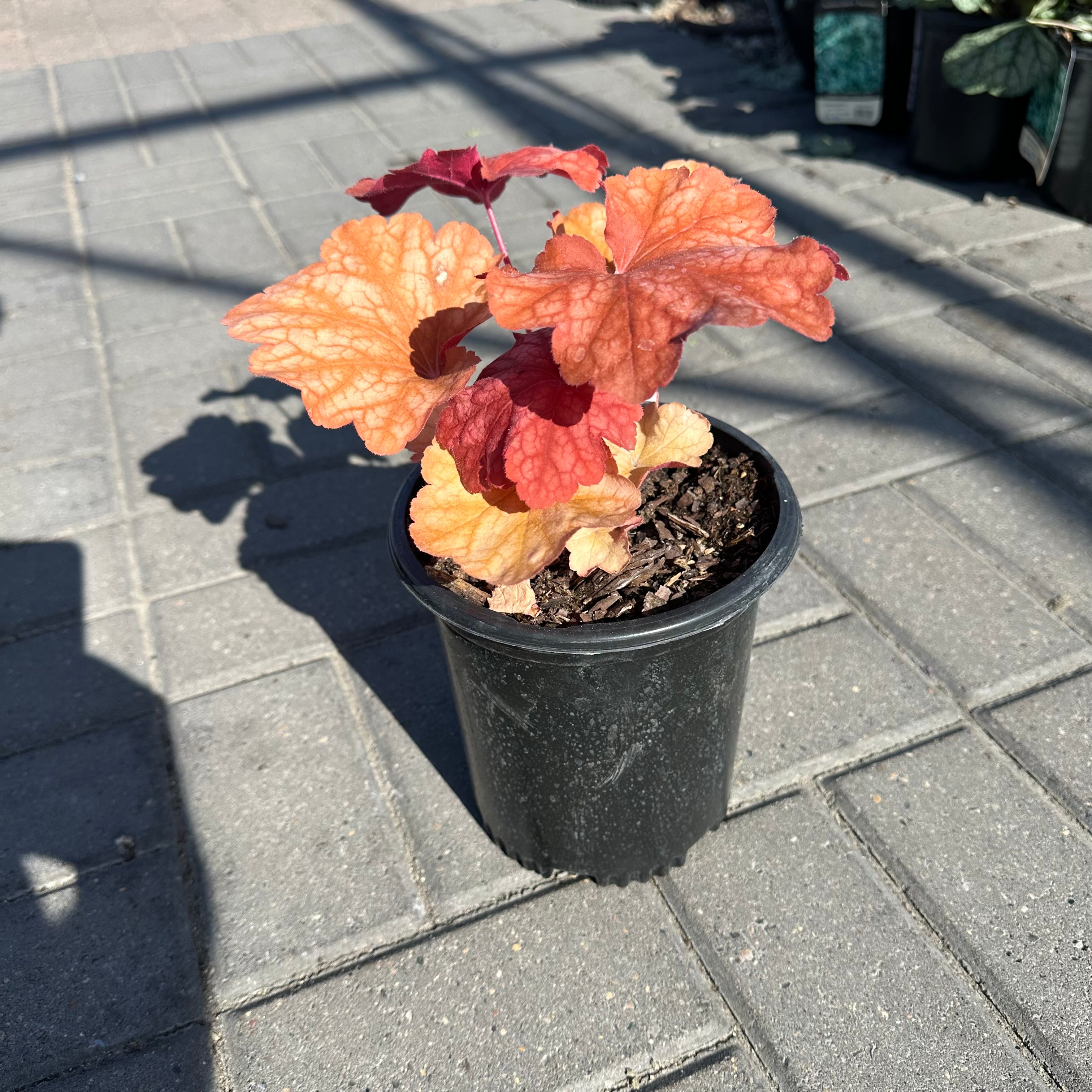 Rio Coral Bells (Heuchera 'Rio') — Bloomington, MN