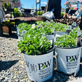 Rock 'N Round Pure Joy Sedum — Minnetonka, MN