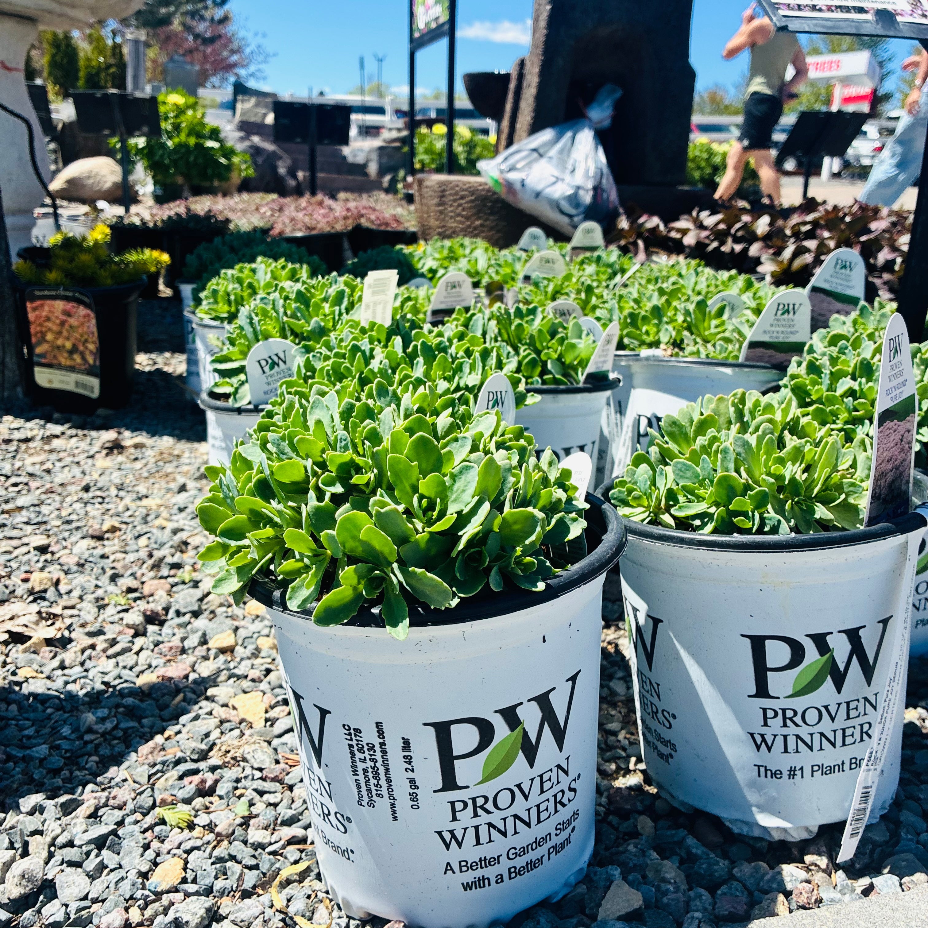 Rock 'N Round Pure Joy Sedum — Minnetonka, MN