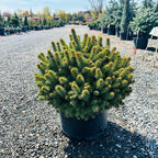 Roundabout Colorado Blue Spruce — Bloomington, MN