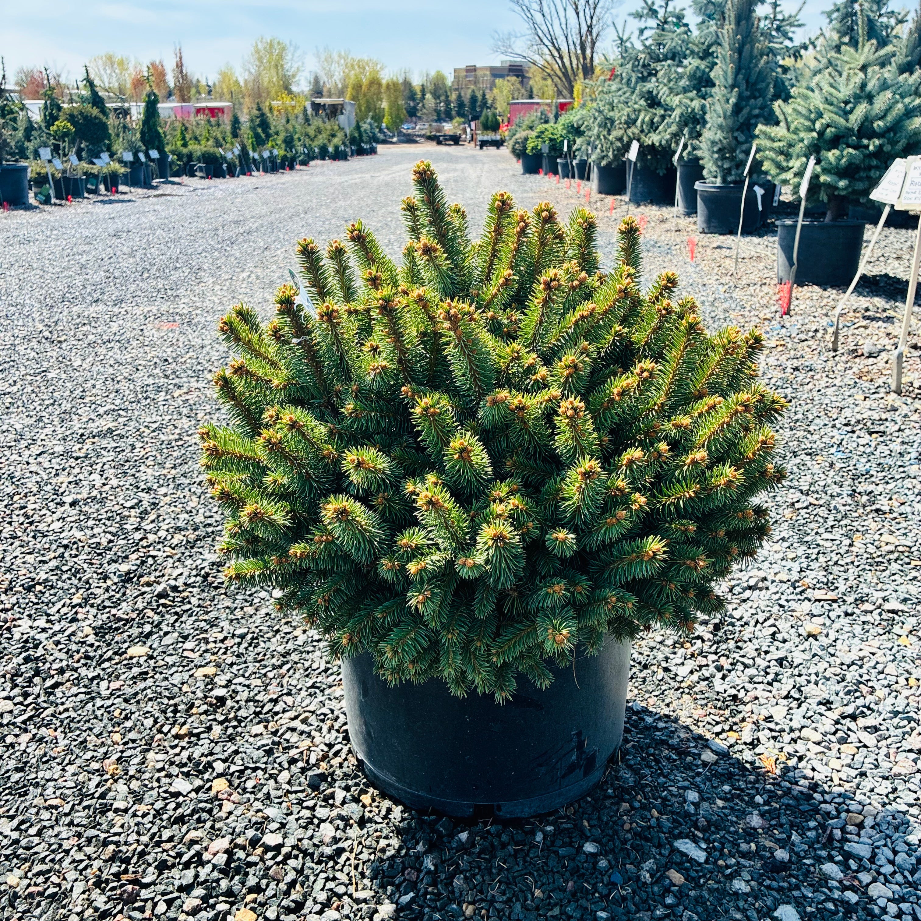 Roundabout Colorado Blue Spruce — Bloomington, MN