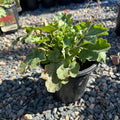 Ruby Bells Coral Bells (Heuchera 'Ruby Bells') — Woodbury, MN