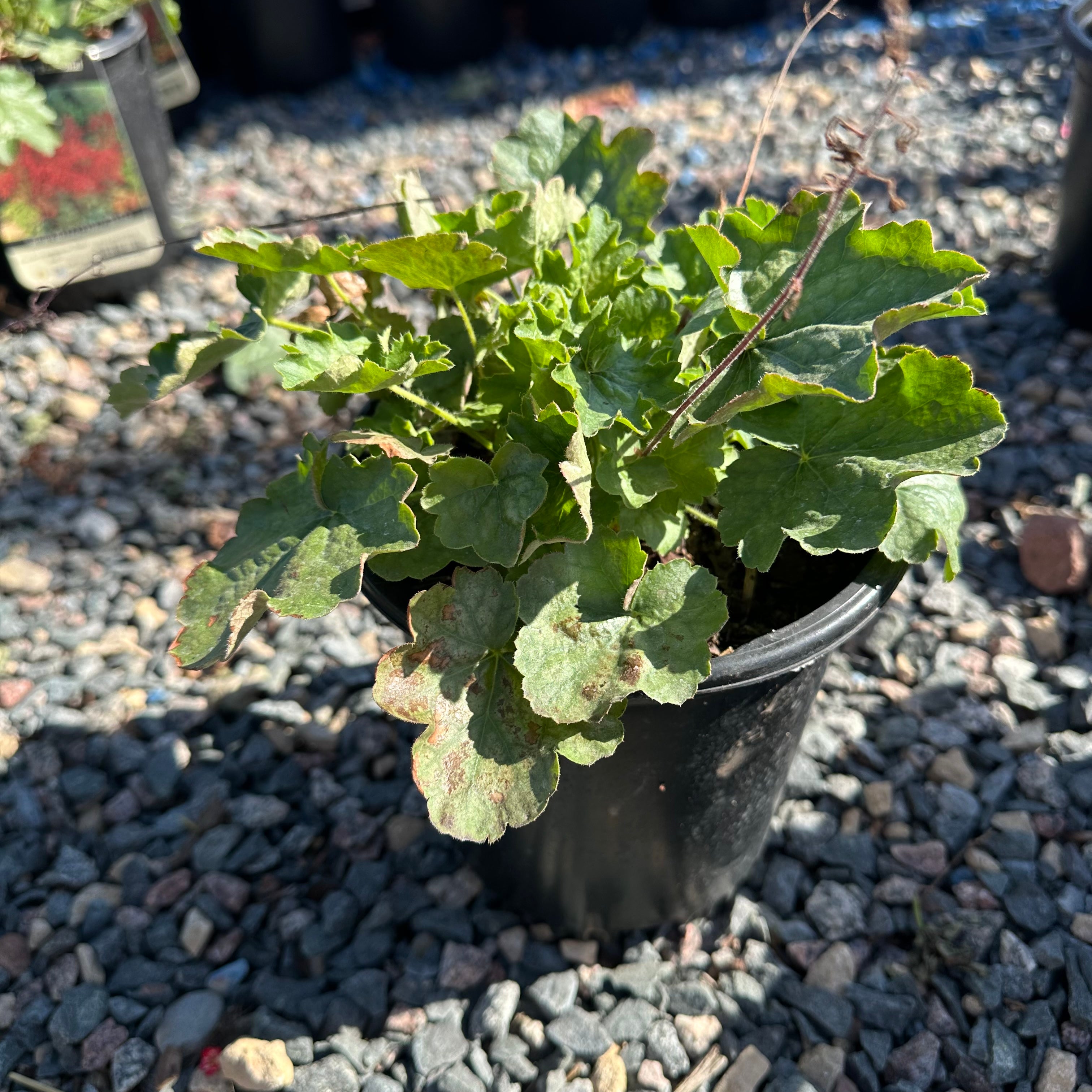 Ruby Bells Coral Bells (Heuchera 'Ruby Bells') — Woodbury, MN