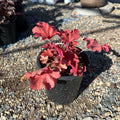 Ruby Tuesday Coral Bells (Heuchera 'Ruby Tuesday') — Wayzata, MN