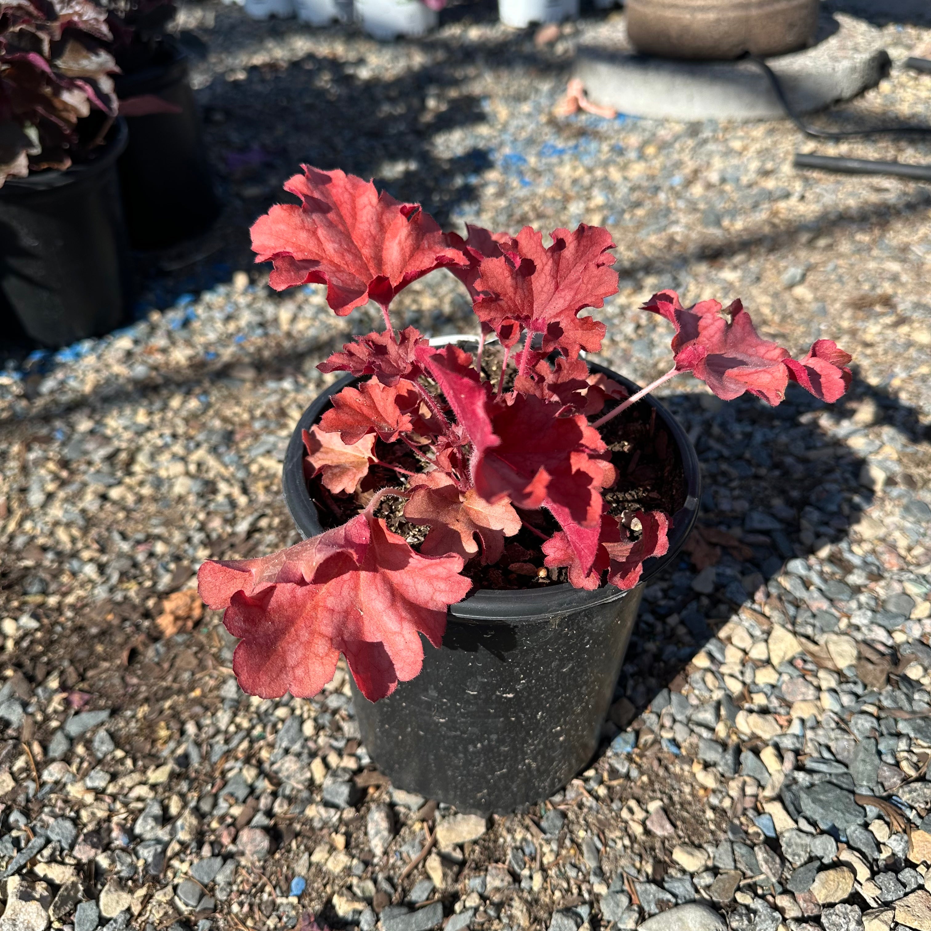 Ruby Tuesday Coral Bells (Heuchera 'Ruby Tuesday') — Wayzata, MN