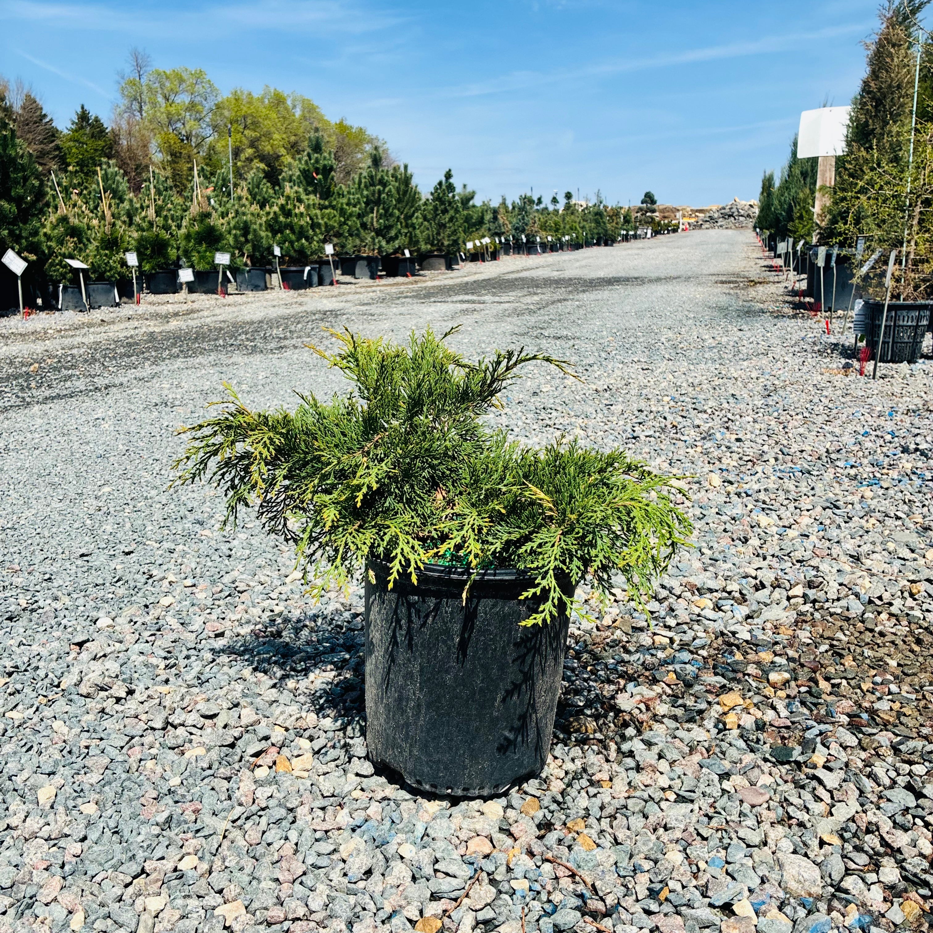 Russian Cypress — Wayzata, MN