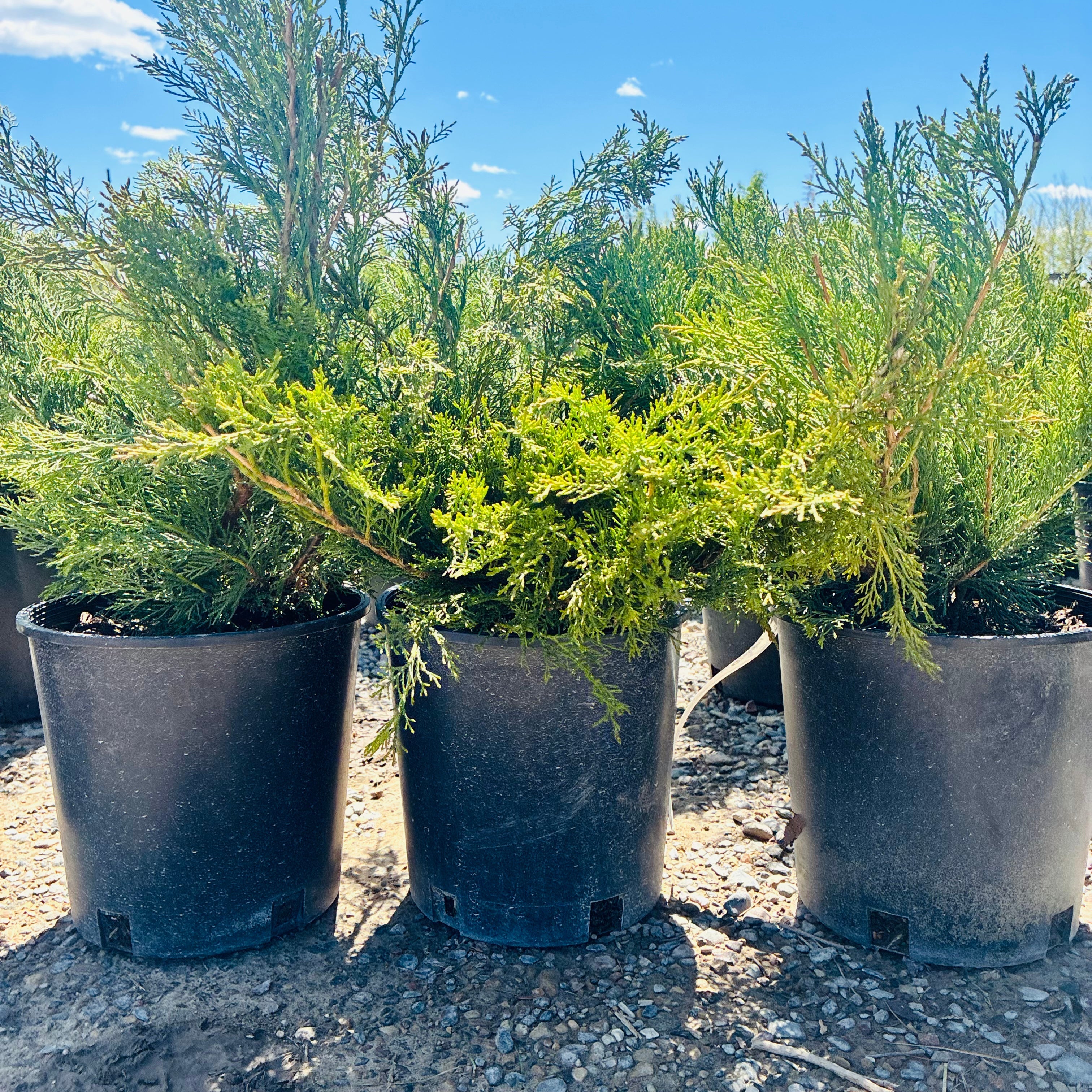 Scandia Juniper (Juniperus sabina 'Scandia') in landscape setting — Wayzata, MN