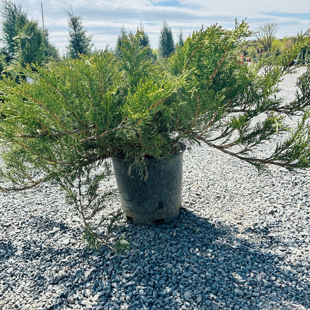 Scandia Juniper (Juniperus sabina 'Scandia') — Minneapolis, MN