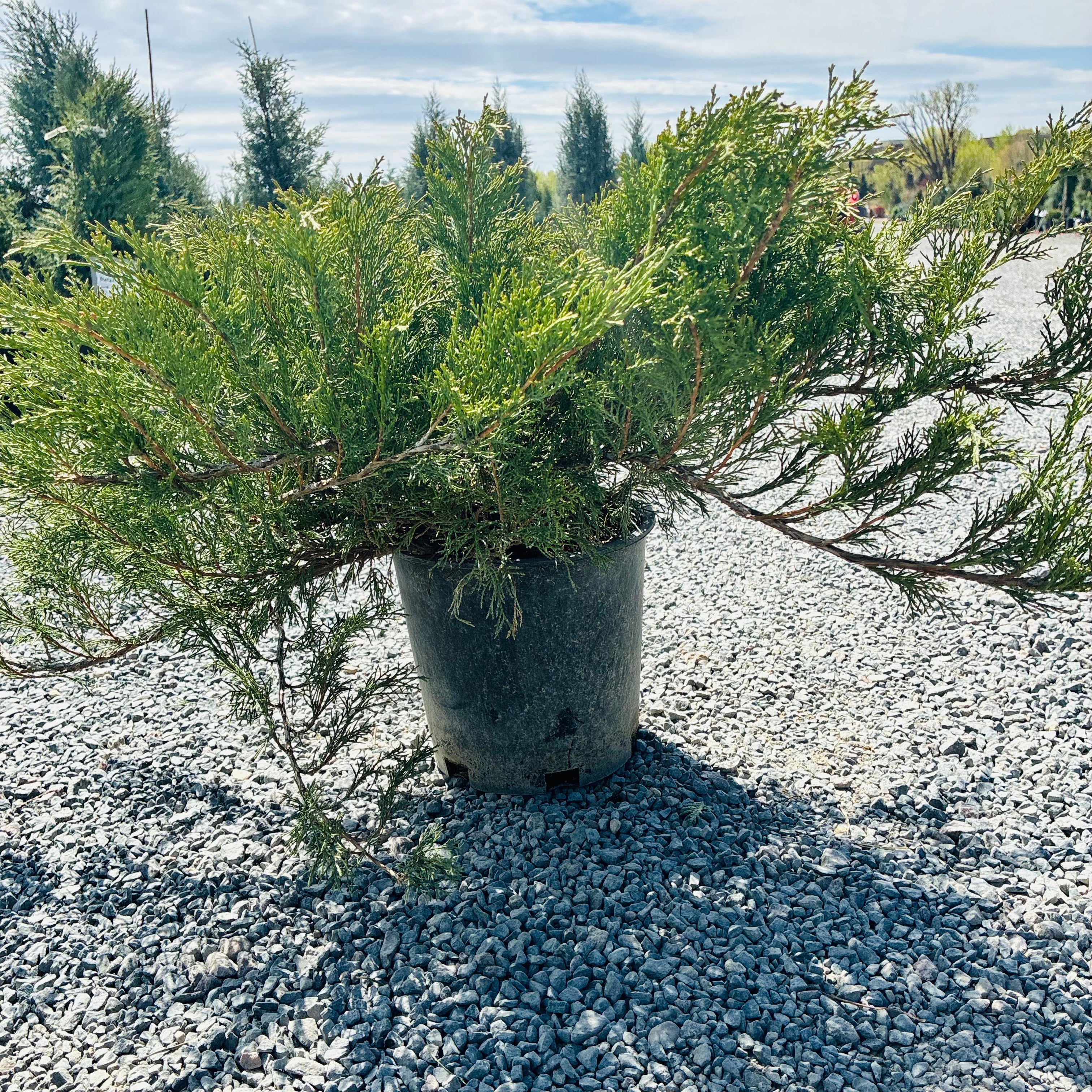 Scandia Juniper (Juniperus sabina 'Scandia') — Minneapolis, MN