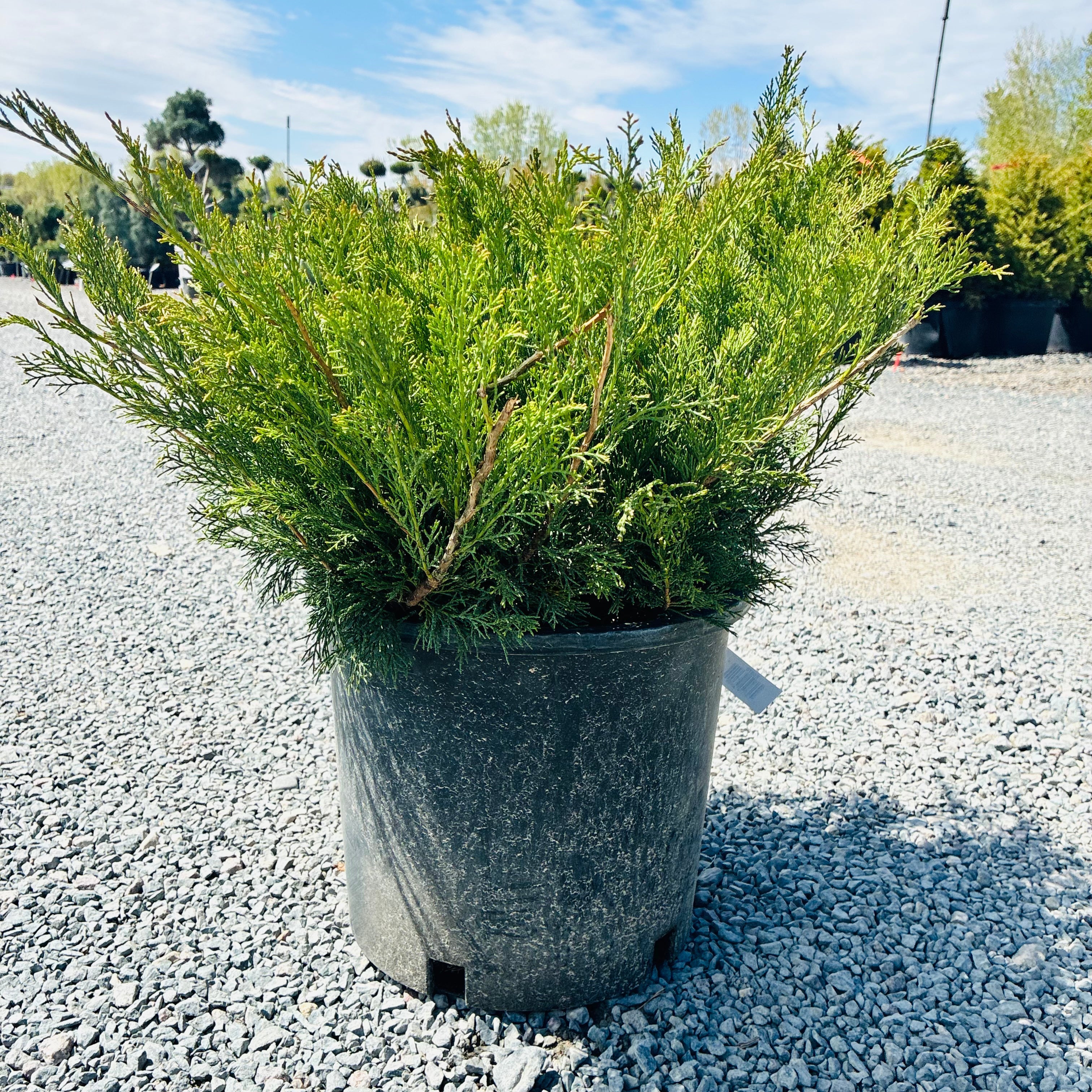 Scandia Juniper (Juniperus sabina 'Scandia') in nursery container — St. Paul, MN