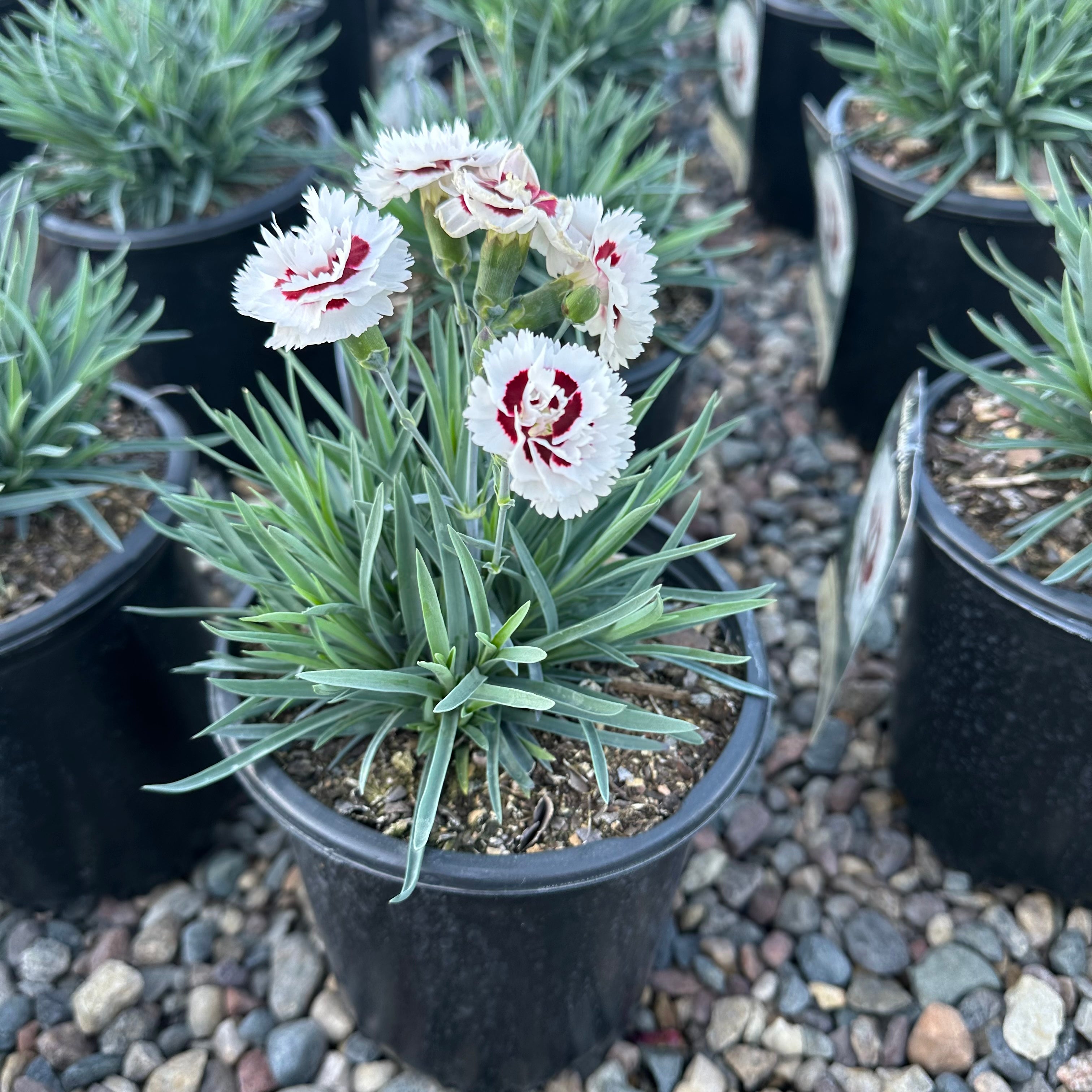 Scent First Coconut Surprise Dianthus (Dianthus 'Scent First Coconut Surprise') — Plymouth, MN