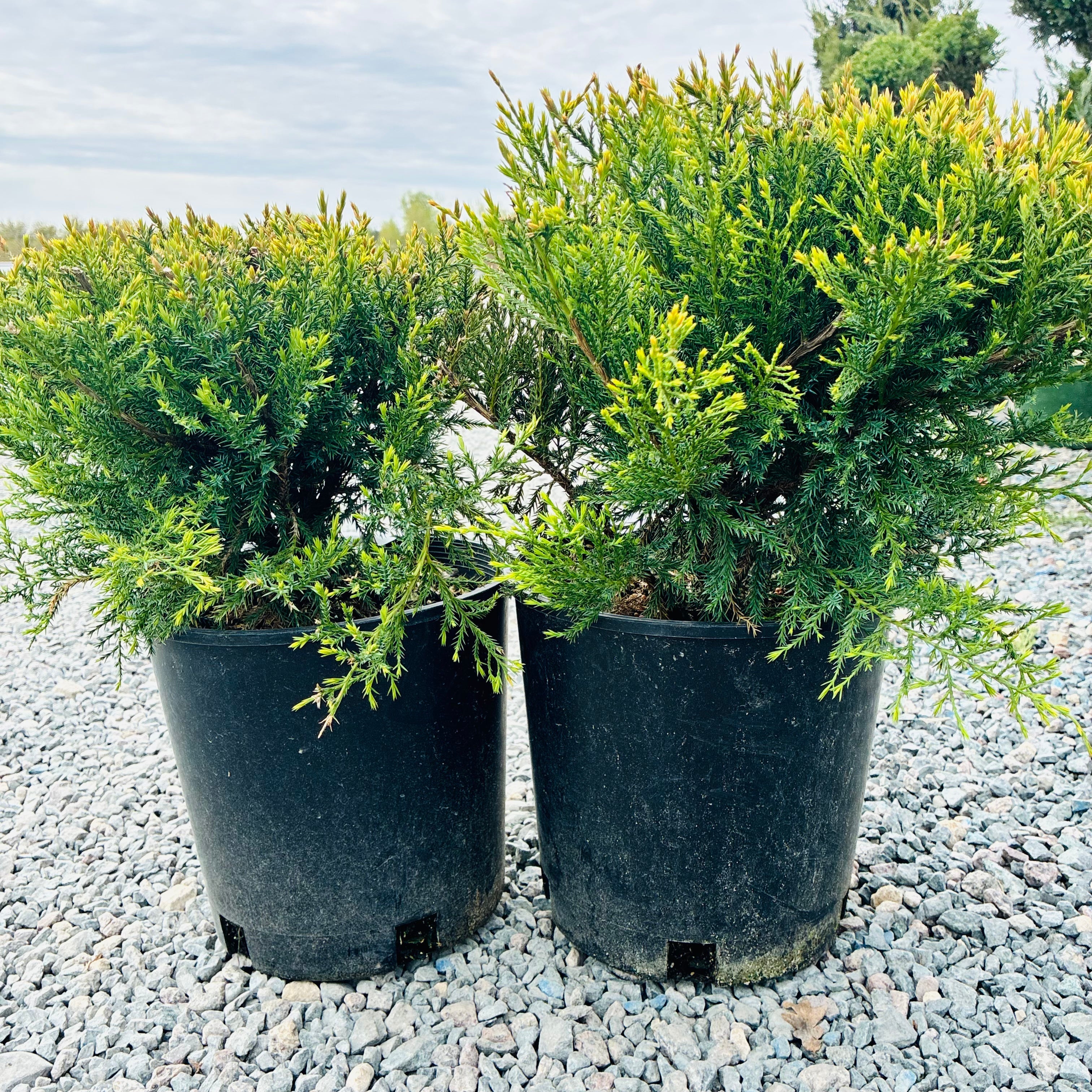 Sea Green Juniper (Juniperus chinensis 'Sea Green') — St. Paul, MN
