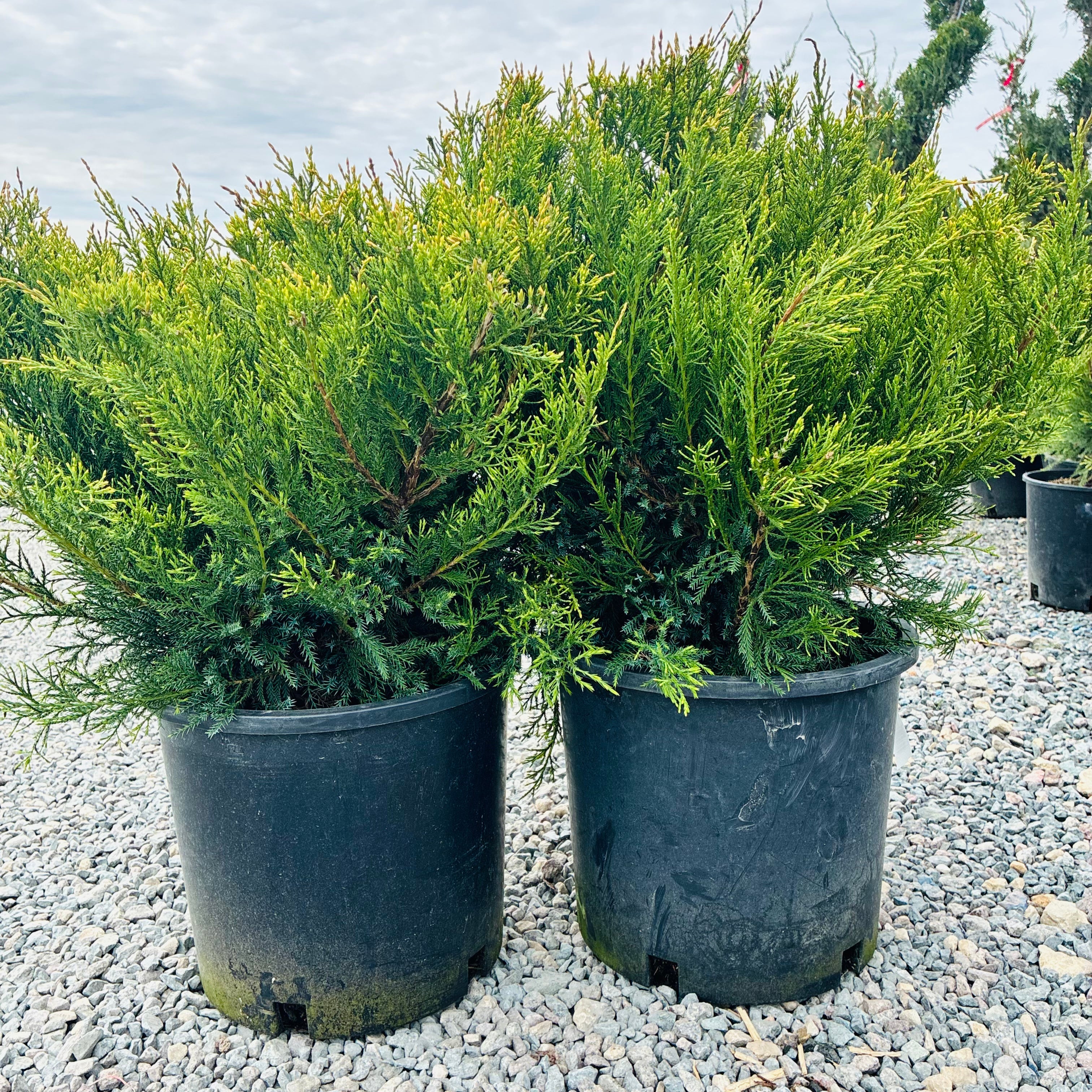 Sea Green Juniper (Juniperus chinensis 'Sea Green') foliage detail — Minnetonka, MN