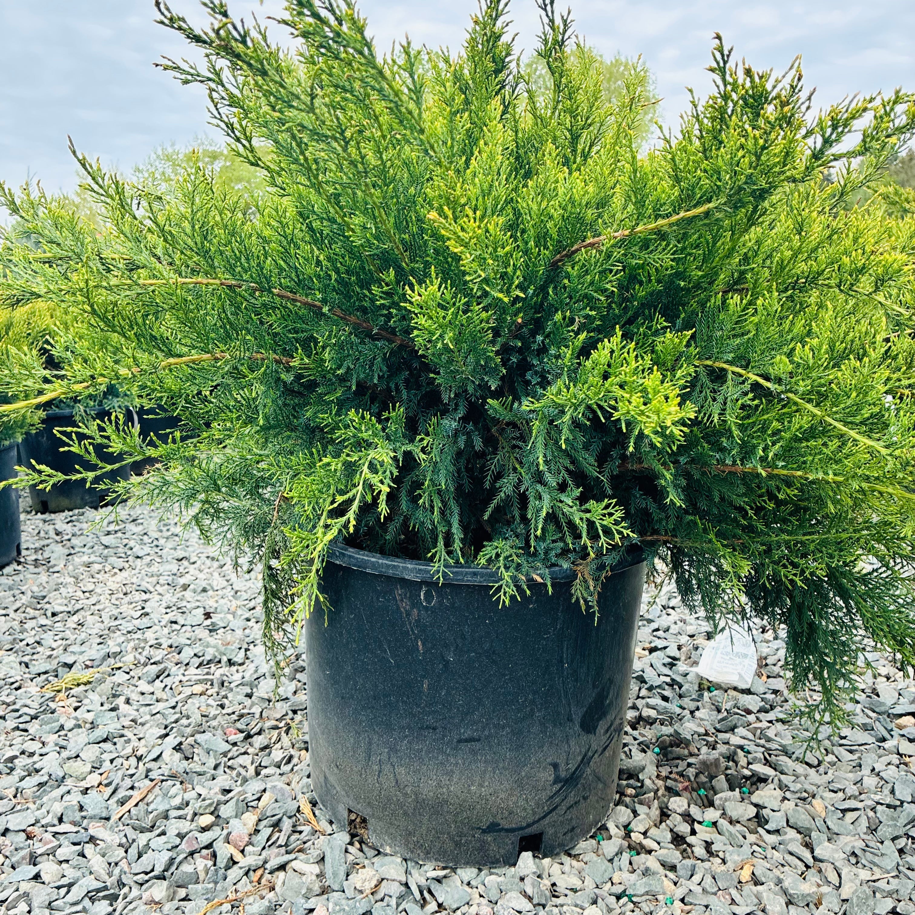 Sea Green Juniper (Juniperus chinensis 'Sea Green') in nursery container — Edina, MN