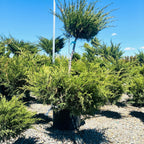 Sea Green Juniper (Juniperus chinensis 'Sea Green') planted at our Waconia nursery — Woodbury, MN