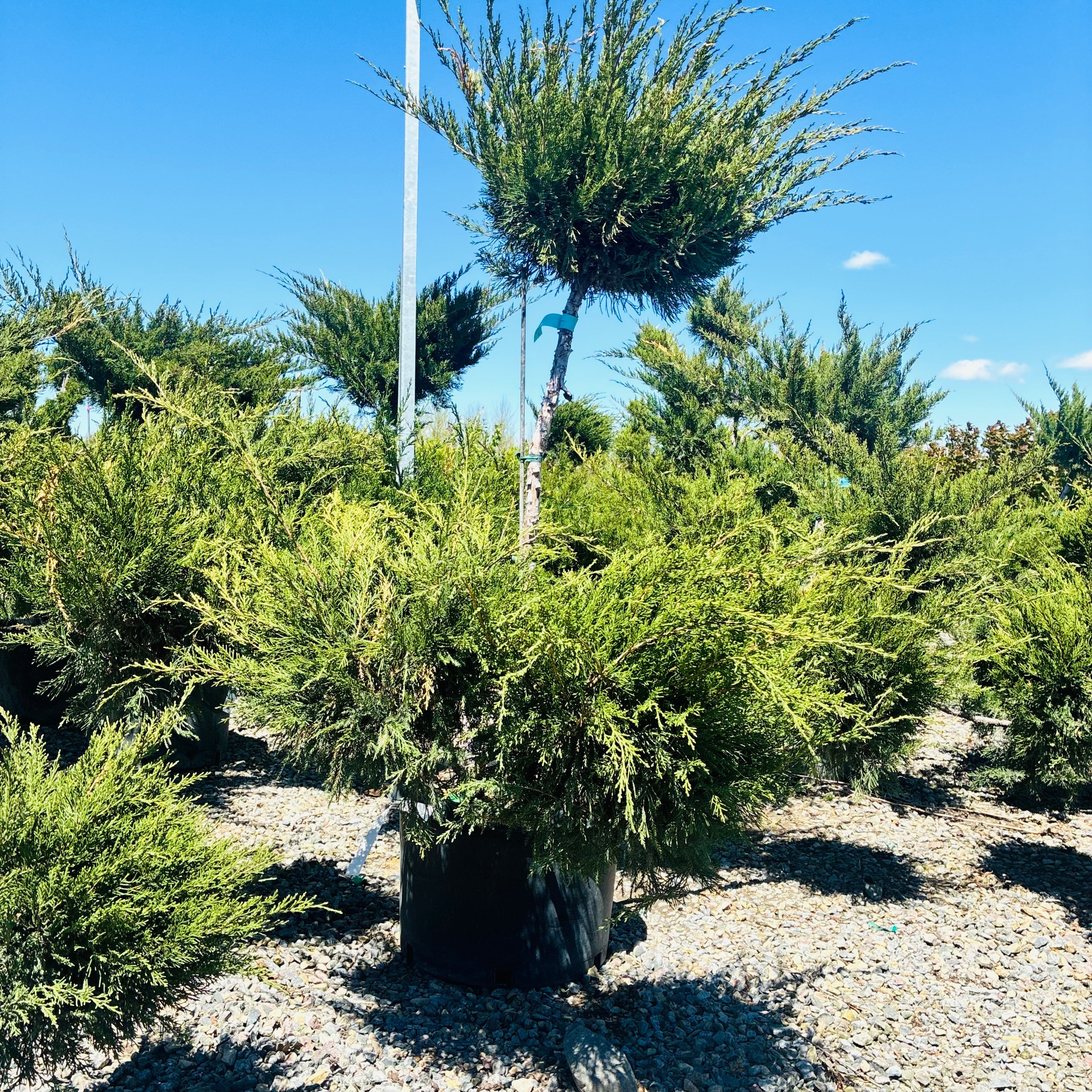 Sea Green Juniper (Juniperus chinensis 'Sea Green') planted at our Waconia nursery — Woodbury, MN