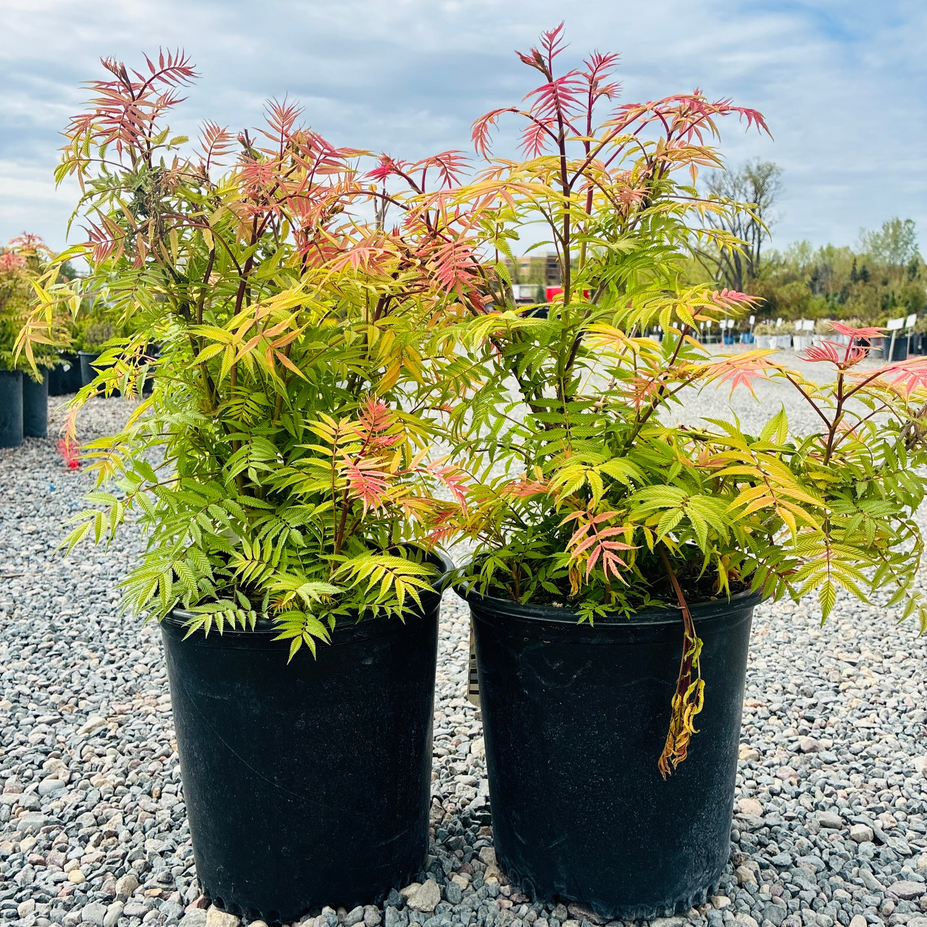 Sem Ash Leaf Spirea (Sorbaria sorbifolia 'Sem') — Plymouth, MN