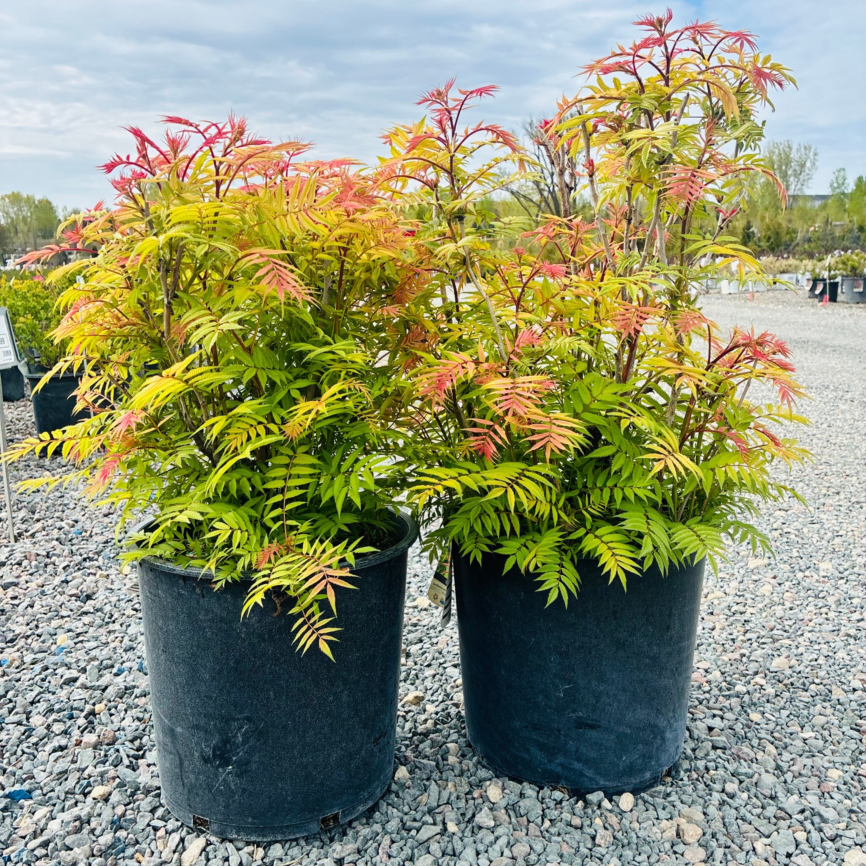 Sem Ash Leaf Spirea (Sorbaria sorbifolia 'Sem') in nursery container — Twin Cities, MN