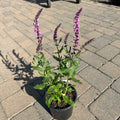 Sensation Deep Rose Salvia (Salvia 'Sensation Deep Rose') — Twin Cities, MN