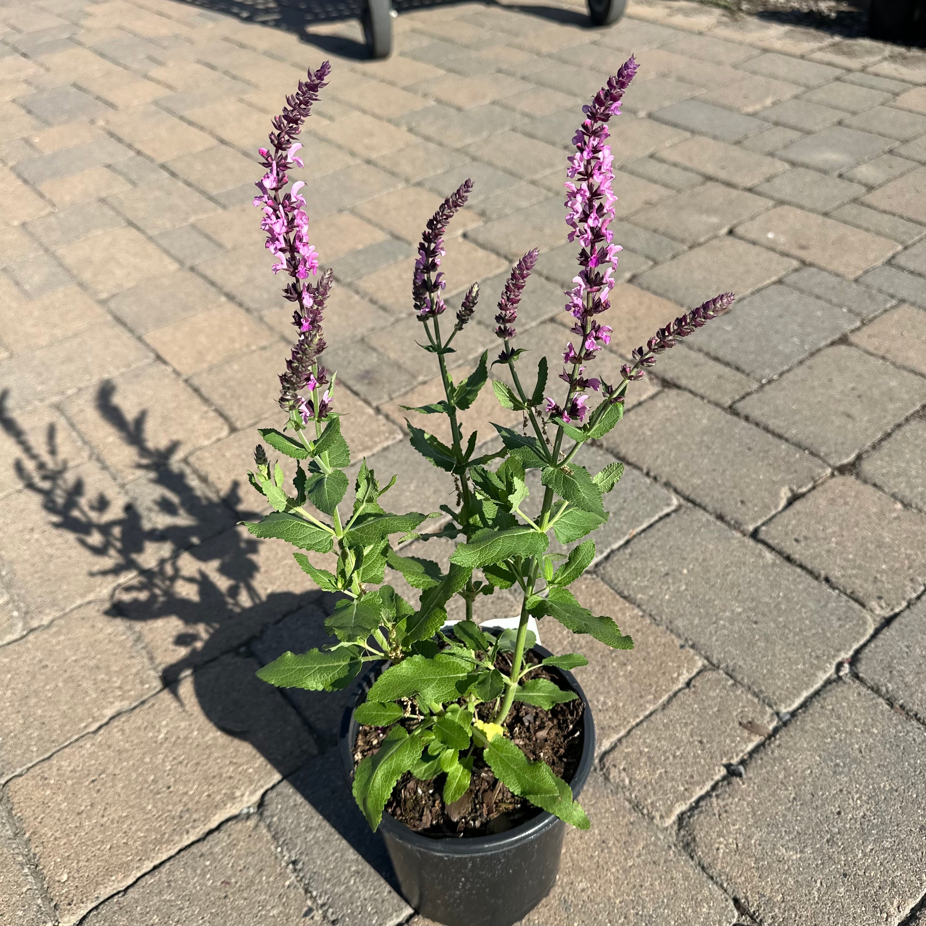 Sensation Deep Rose Salvia (Salvia 'Sensation Deep Rose') — Twin Cities, MN