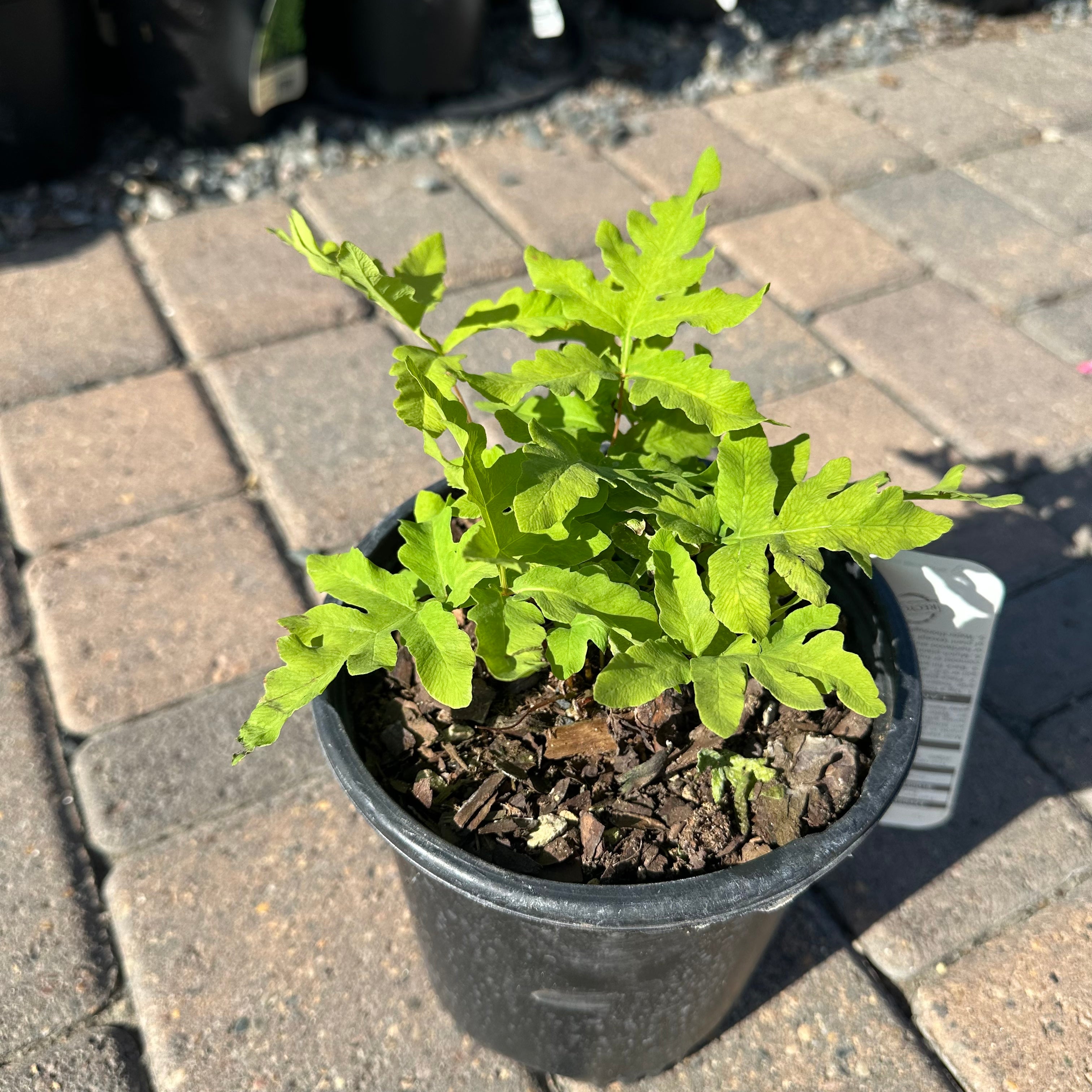 Sensitive Fern (Various 'Sensitive') — Edina, MN