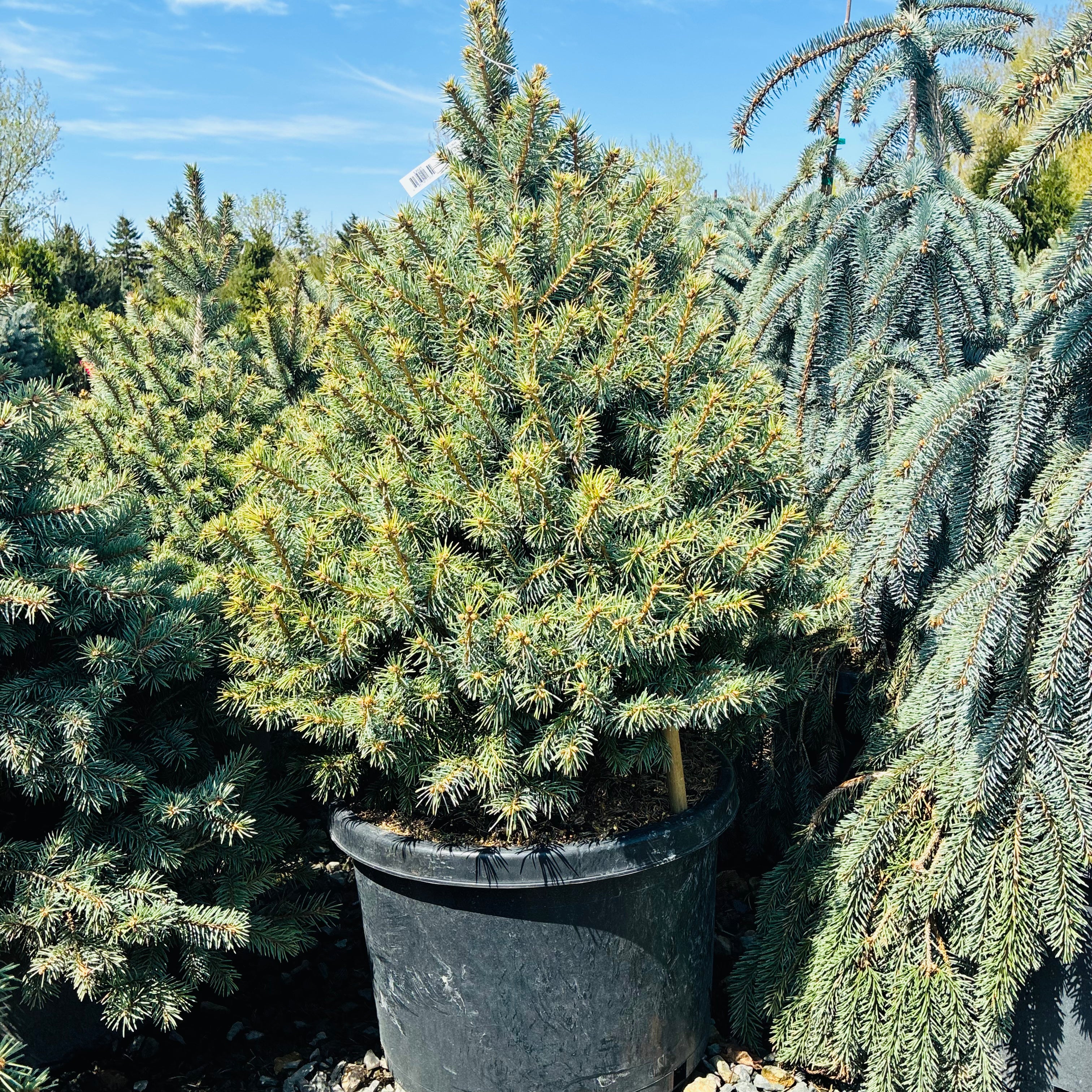 Sesters Dwarf Colorado Blue Spruce — Plymouth, MN