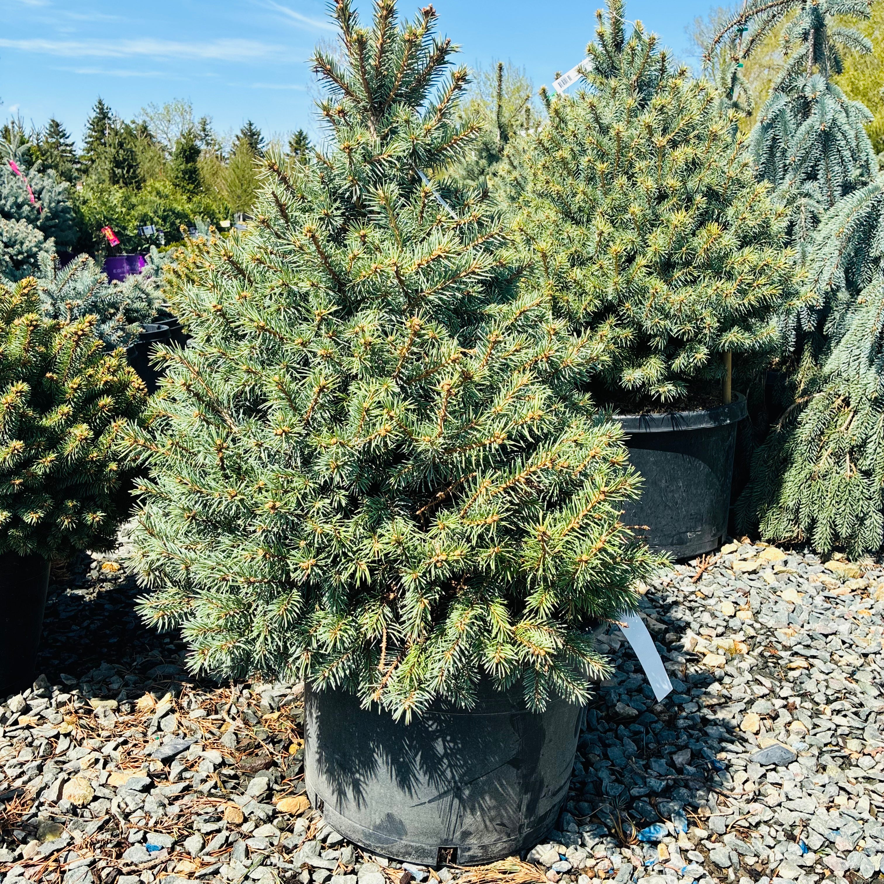 Sesters Dwarf Colorado Blue Spruce in nursery container — Twin Cities, MN