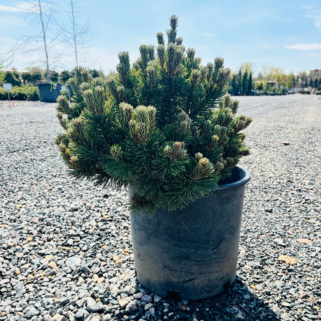 Sherwood Compact Mugo Pine in nursery container — Bloomington, MN