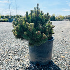 Sherwood Compact Mugo Pine in nursery container — Bloomington, MN