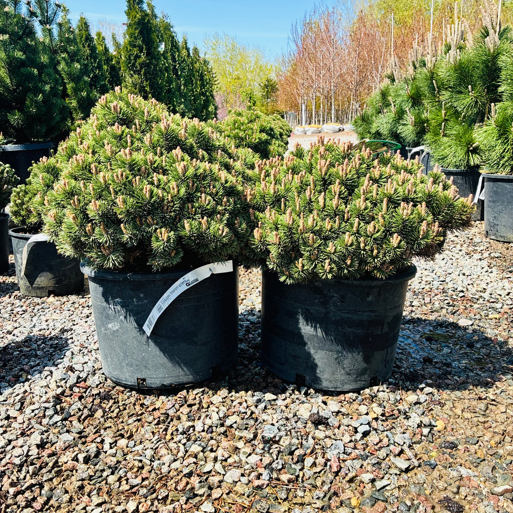Sherwood Compact Mugo Pine — Maple Grove, MN
