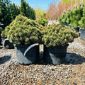 Sherwood Compact Mugo Pine — Maple Grove, MN