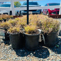 Shining Star Bluestem — Eden Prairie, MN