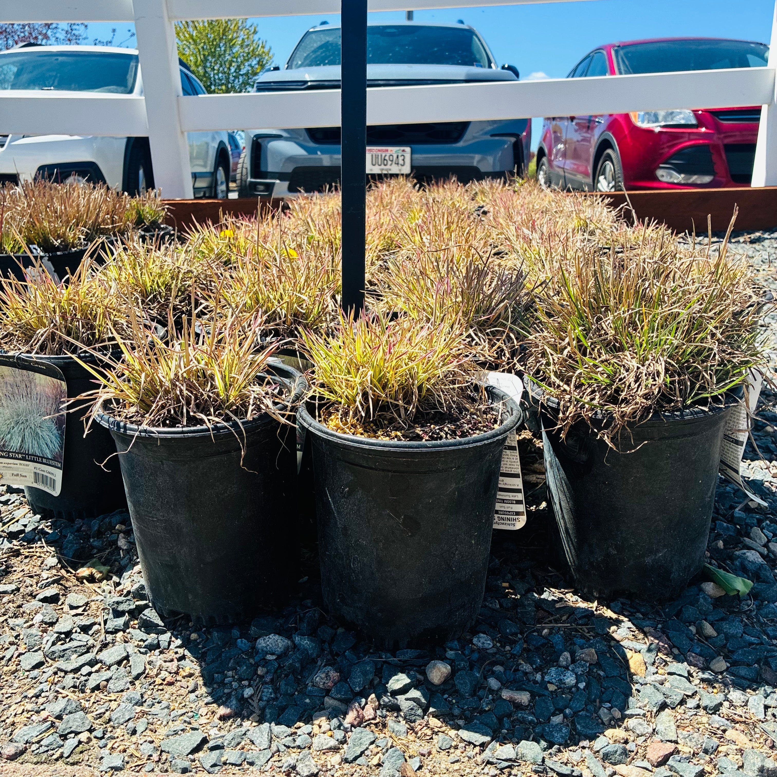 Shining Star Bluestem — Eden Prairie, MN