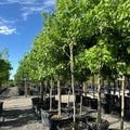 Sienna Glen Maple (Acer 'Sienna Glen') — Wayzata, MN