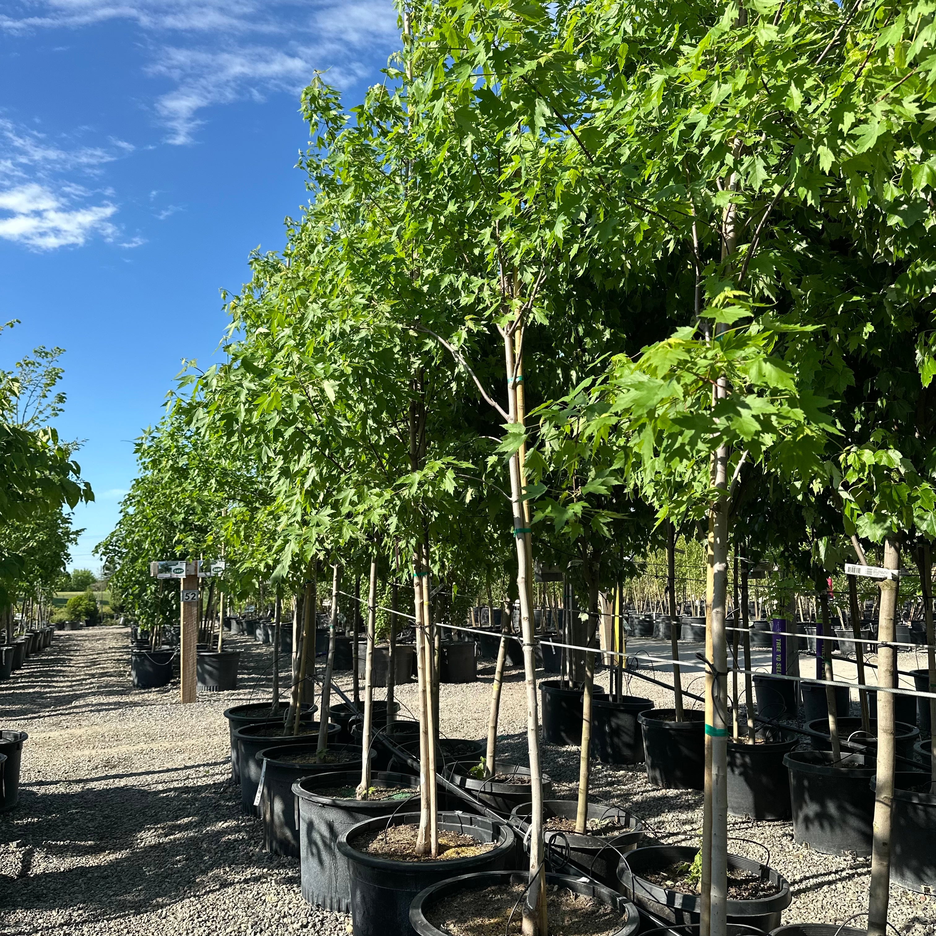 Sienna Glen Maple (Acer 'Sienna Glen') — Wayzata, MN