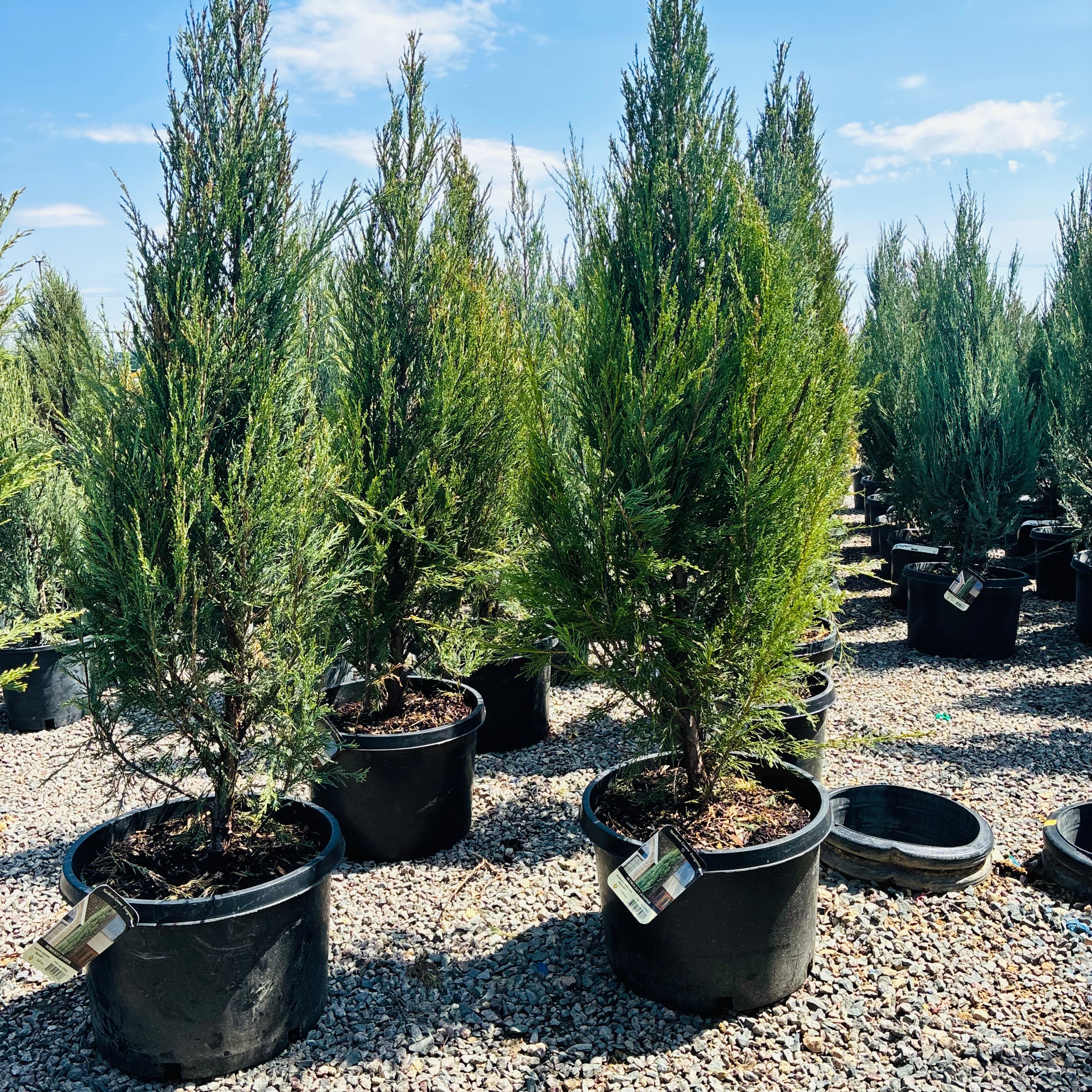 Sky Rocket Juniper in nursery container — Edina, MN