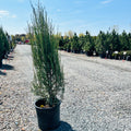 Sky Rocket Juniper mature growth habit — Wayzata, MN