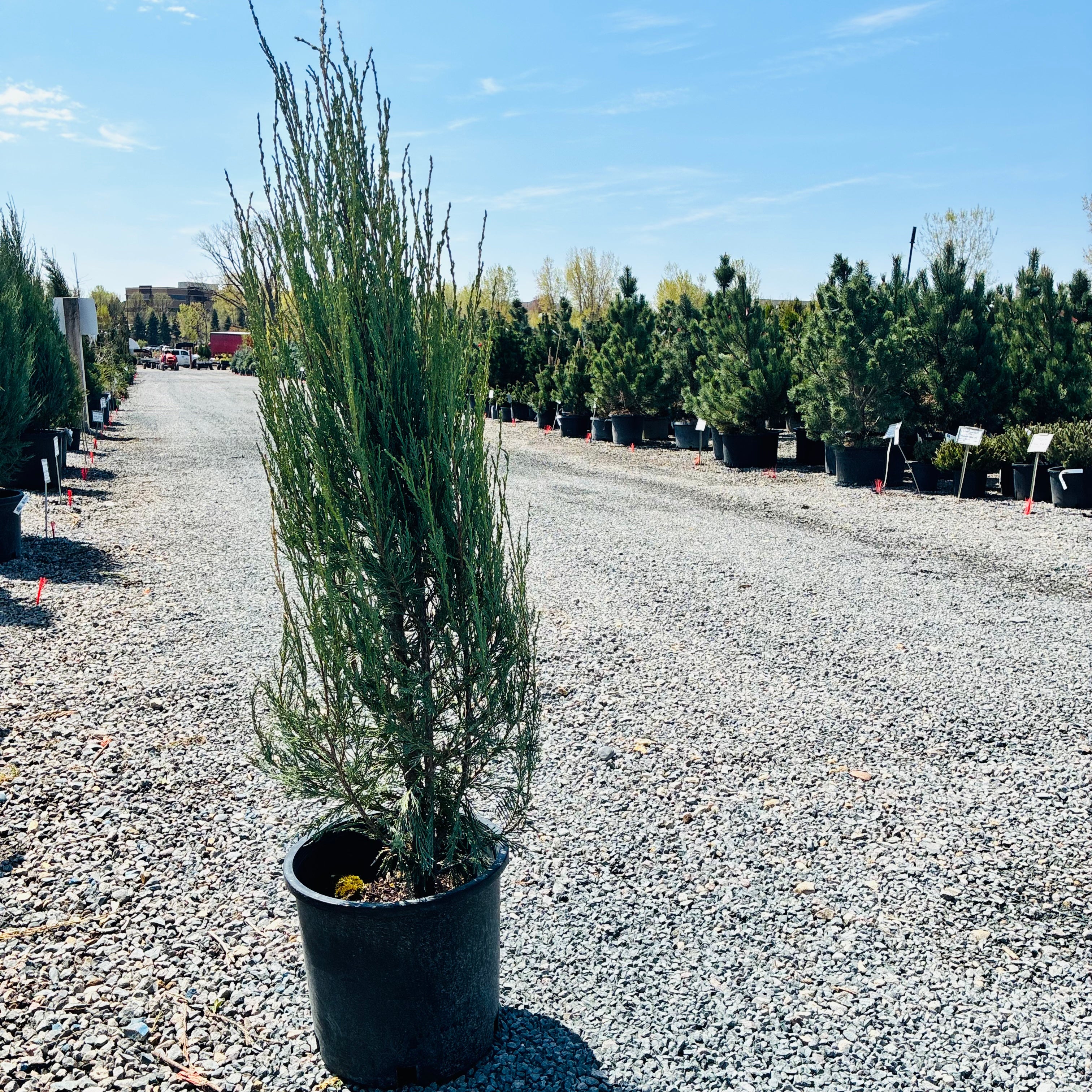 Sky Rocket Juniper mature growth habit — Wayzata, MN
