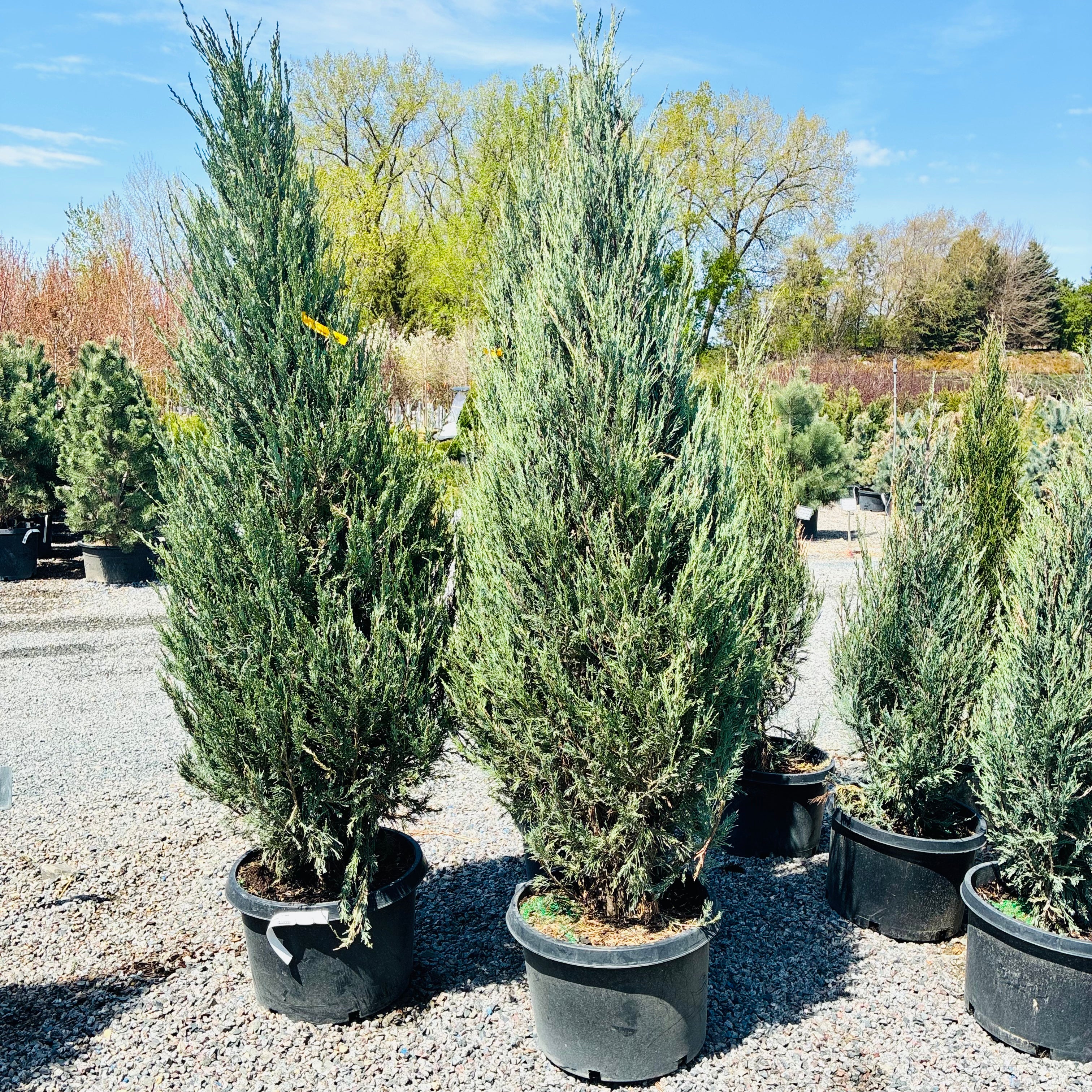 Sky Rocket Juniper — St. Paul, MN