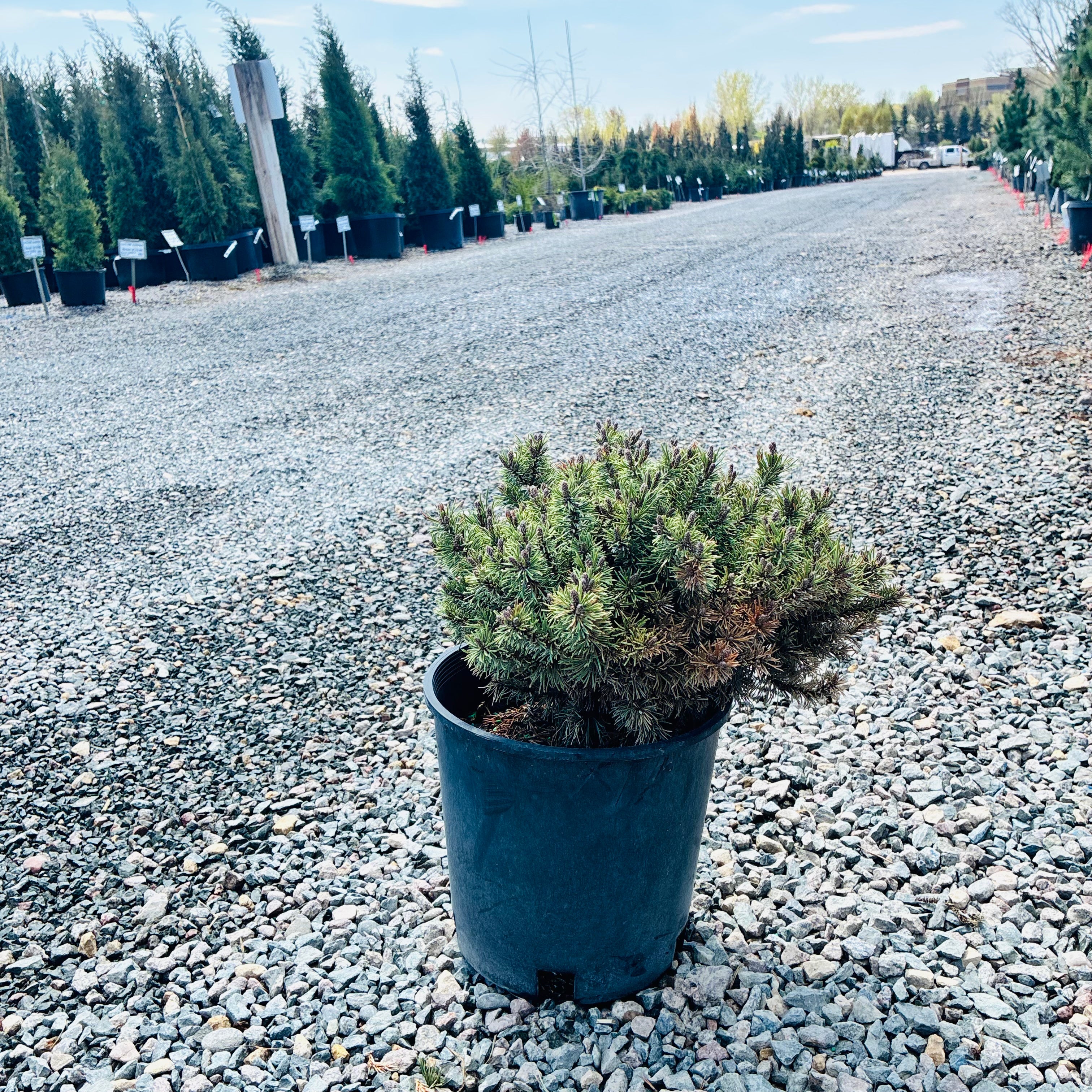 Slowmound Mugo Pine foliage detail — Twin Cities, MN