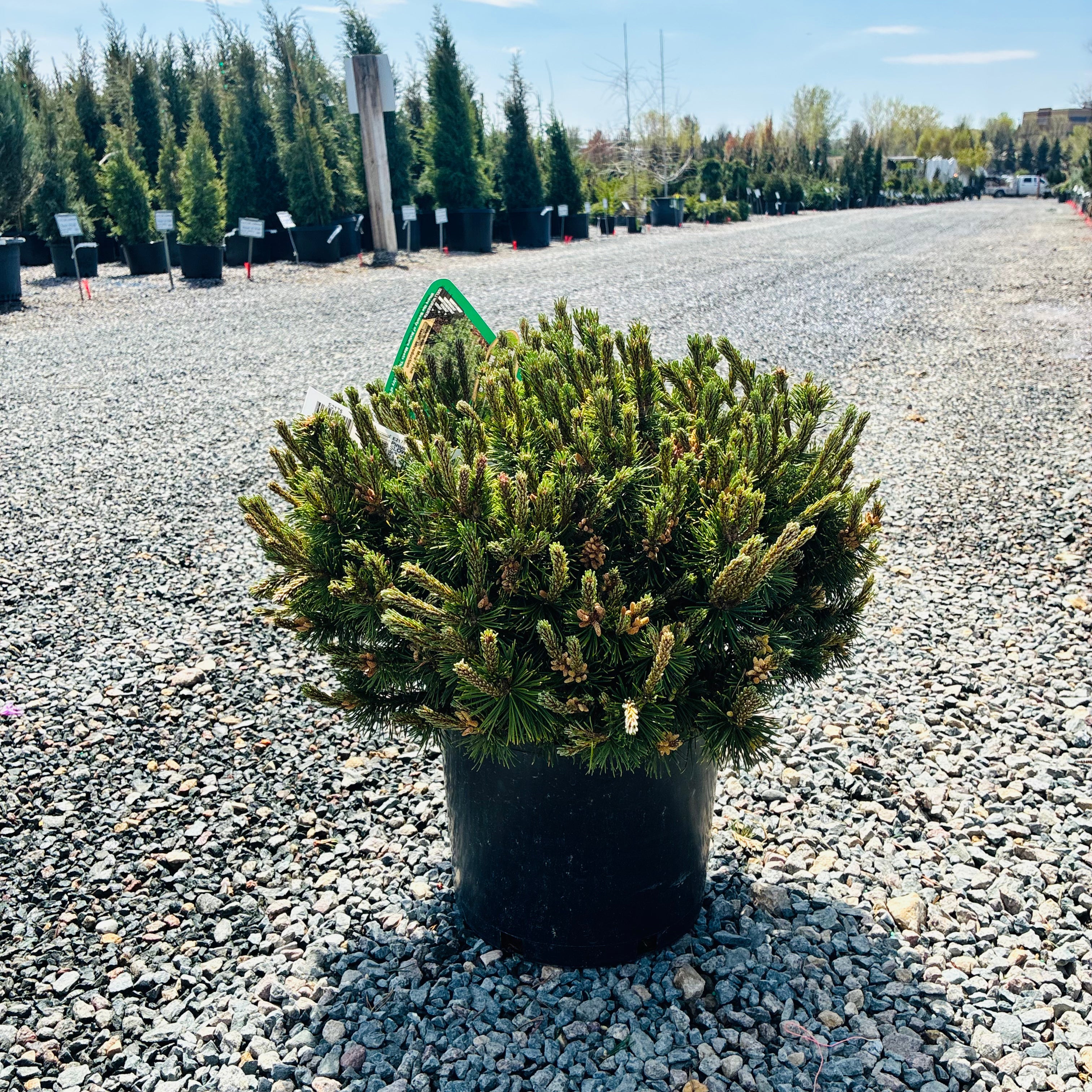 Slowmound Mugo Pine — Bloomington, MN