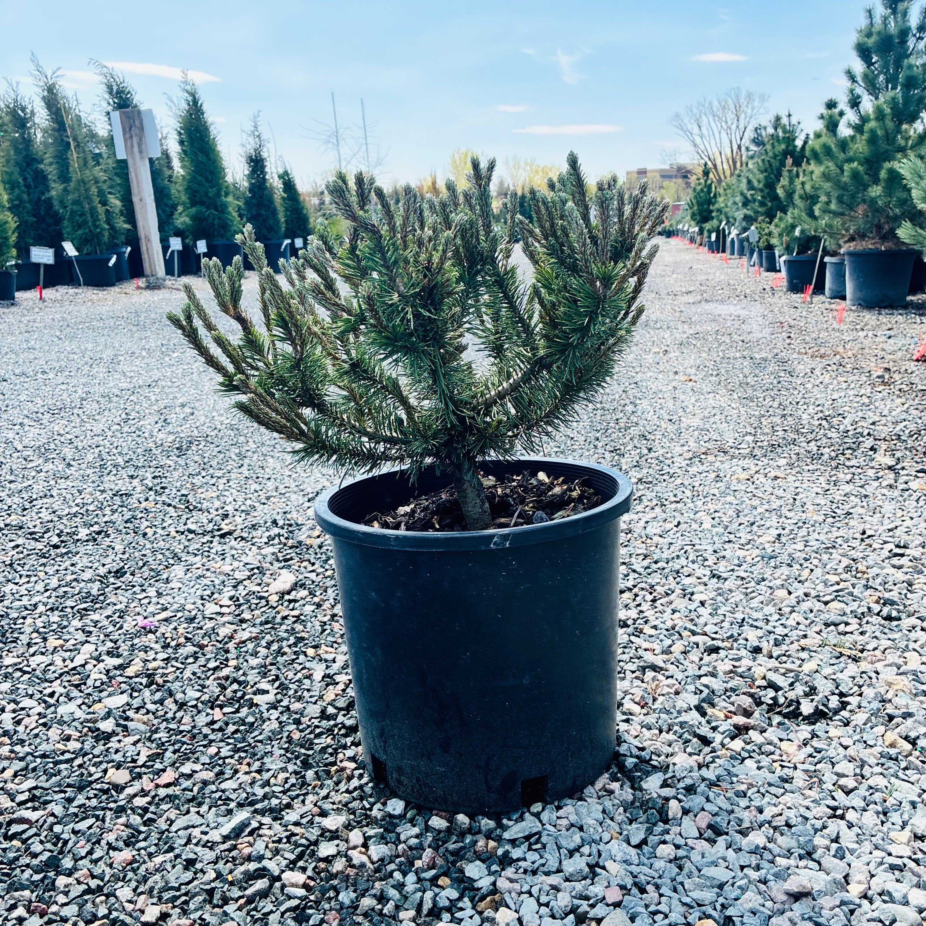 Slowmound Mugo Pine mature growth habit — Minneapolis, MN
