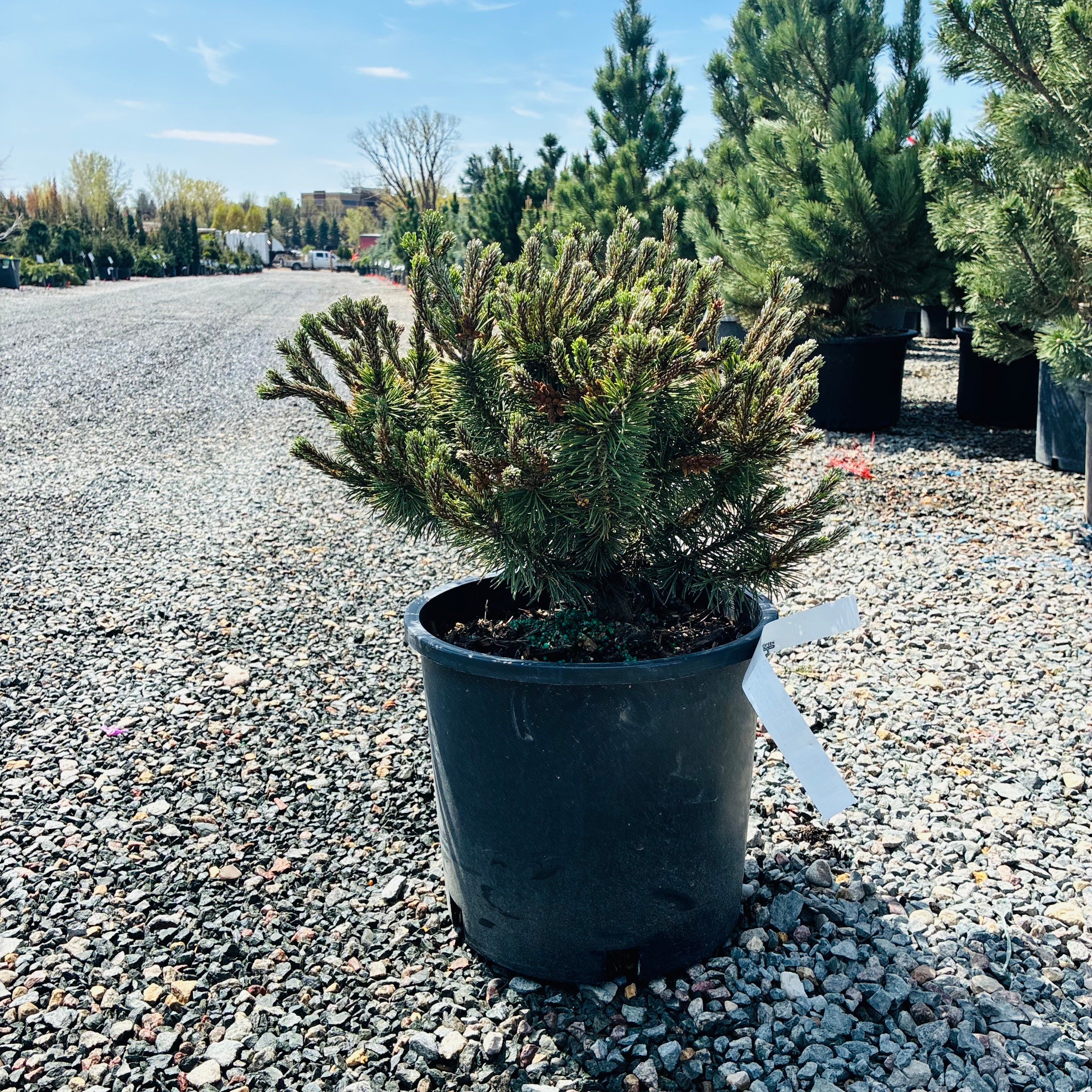 Slowmound Mugo Pine in nursery container — Plymouth, MN