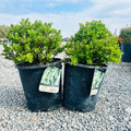 Snowmound Spirea (Spiraea nipponica 'Snowmound') — Woodbury, MN