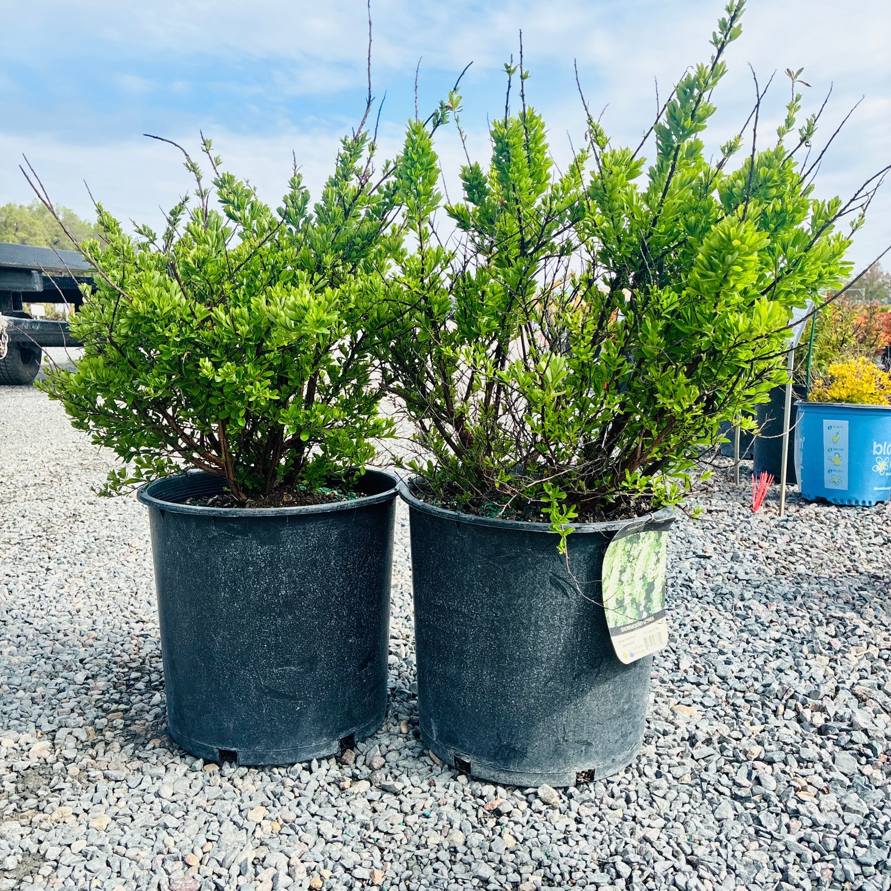 Snowmound Spirea (Spiraea nipponica 'Snowmound') in nursery container — Maple Grove, MN