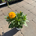 Solanna Golden Sphere Coreopsis (Coreopsis) — Minnetonka, MN