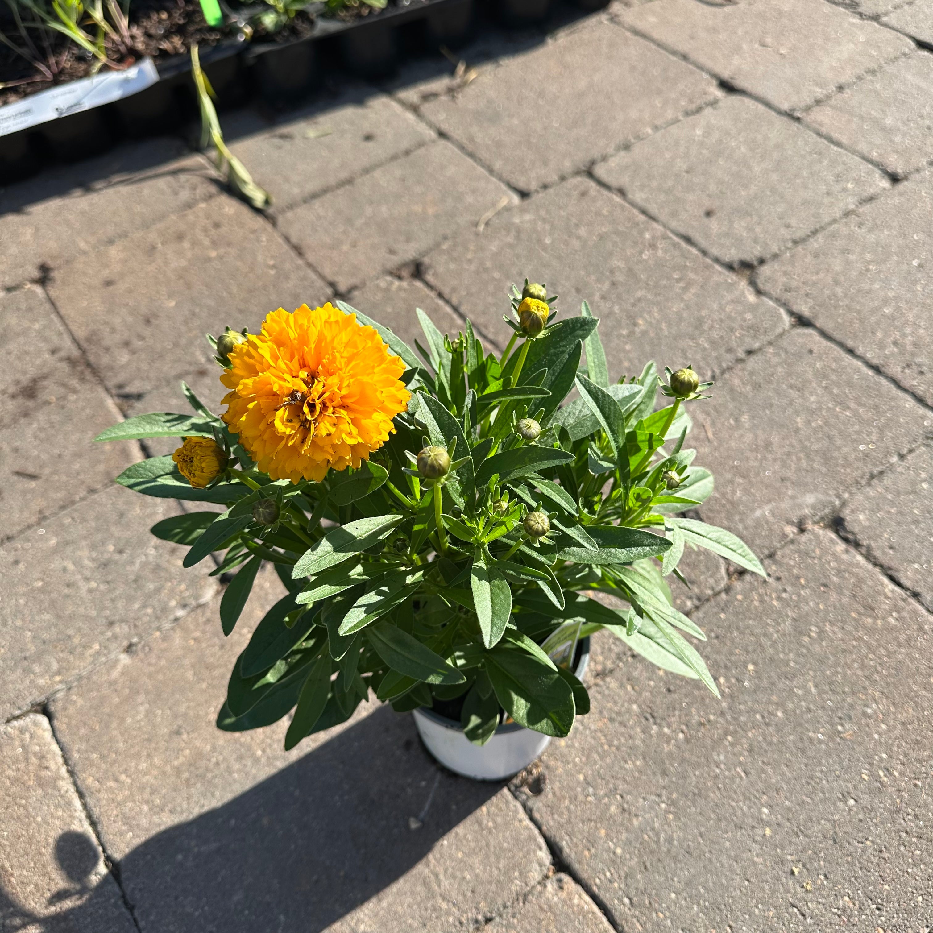 Solanna Golden Sphere Coreopsis (Coreopsis) — Minnetonka, MN