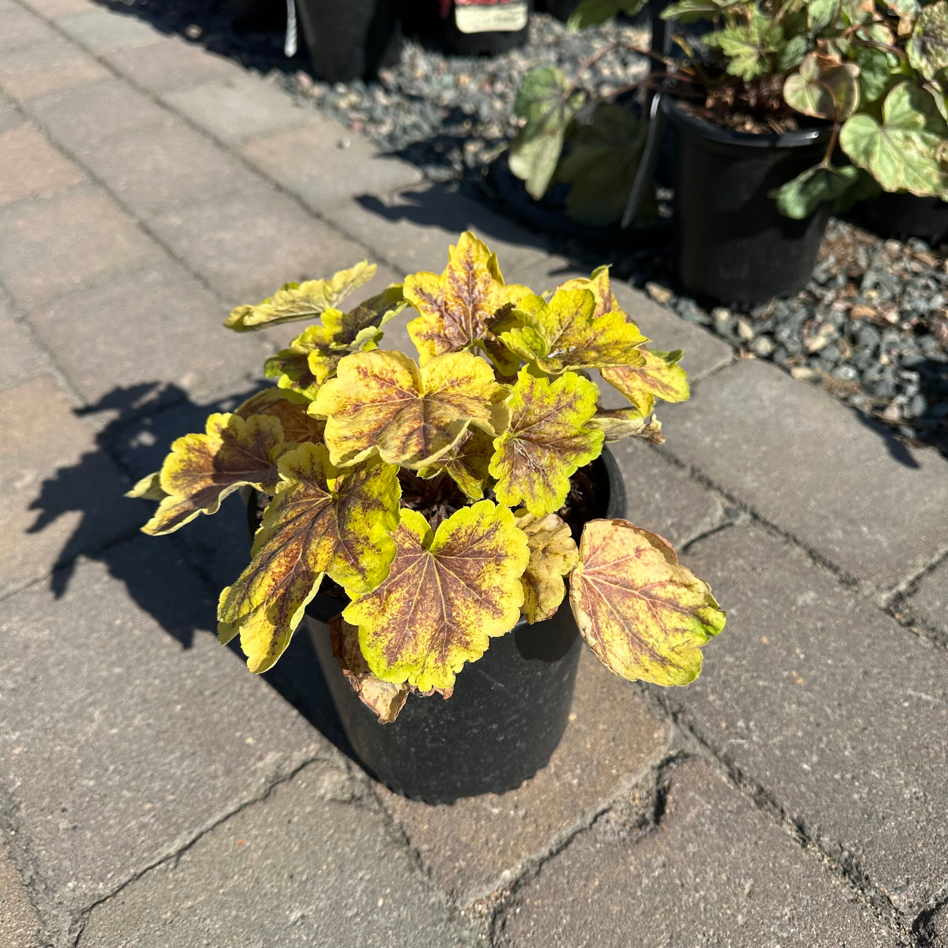 Solar Eclipse Foamy Bells (Heucherella 'Solar Eclipse') — Wayzata, MN
