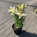 Sparkling White Asiatic Lily (Lilium 'Sparkling White') — Edina, MN